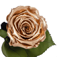 Longlife roos metallic goud Rosuz