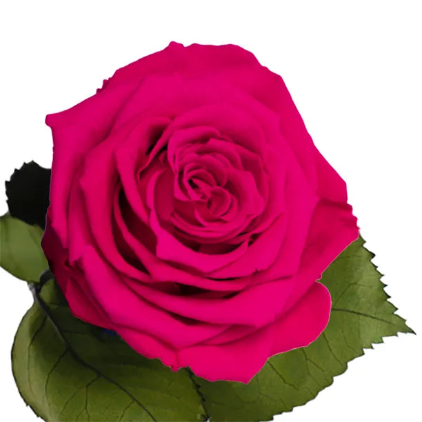 Longlife roos The Rosuz dream donker roze - Rosuz