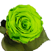 Longlife roos amazing green - Rosuz