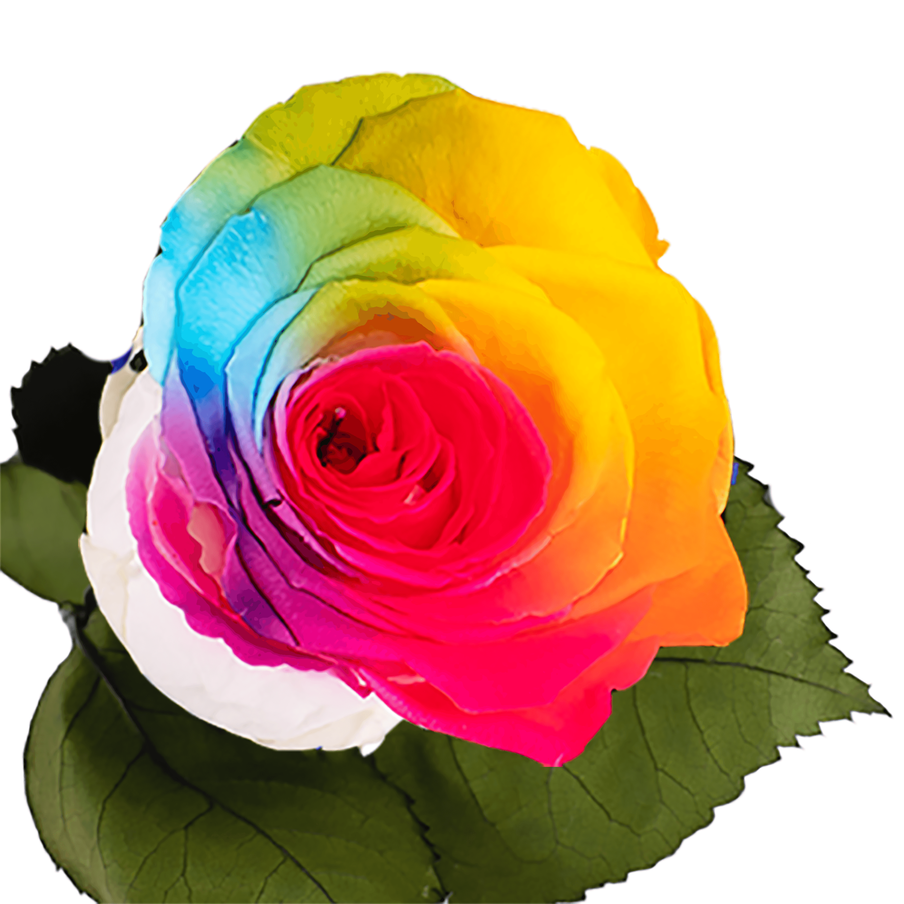 Longlife roos regenboog liefde is liefde