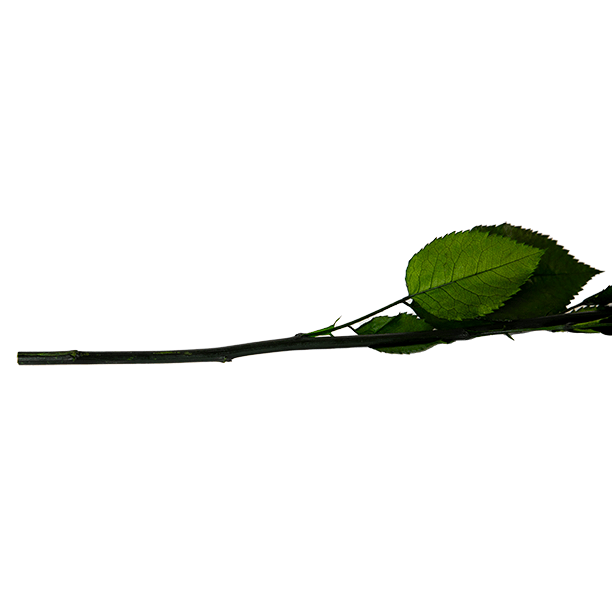 Groene steel van een roos