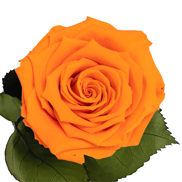 Longlife roos the orange bloom - Rosuz