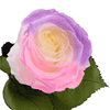 Longlife roos The Rosuz Dream roze special