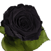 Longlife roos zwart
